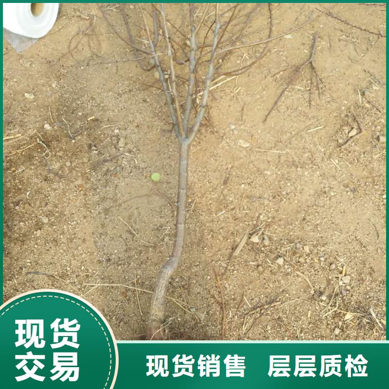 杏-板栗苗专业品质