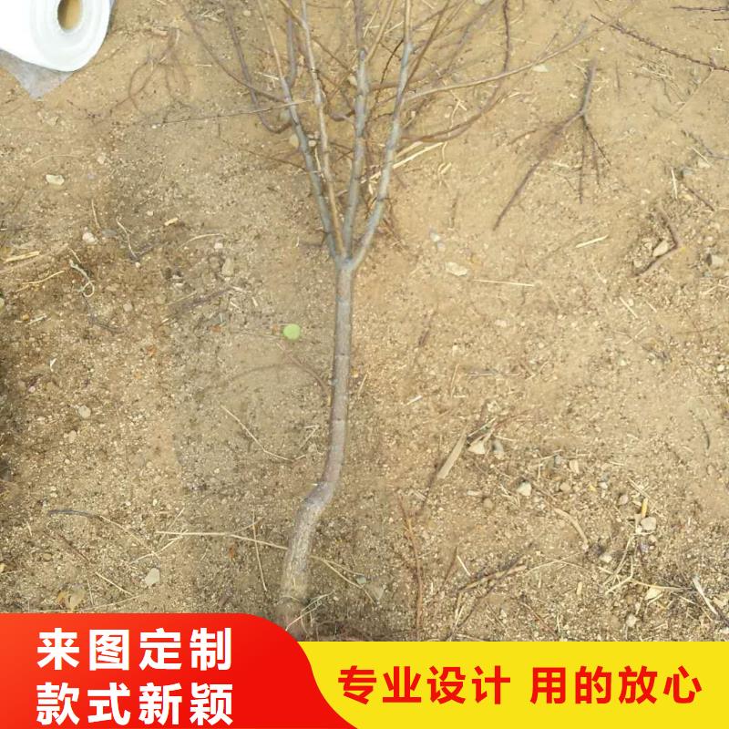 轩园苹果苗杏【樱桃苗】物美价优