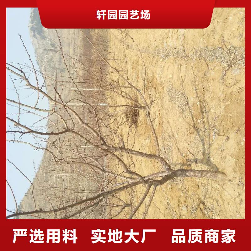 杏蓝莓苗批发货源