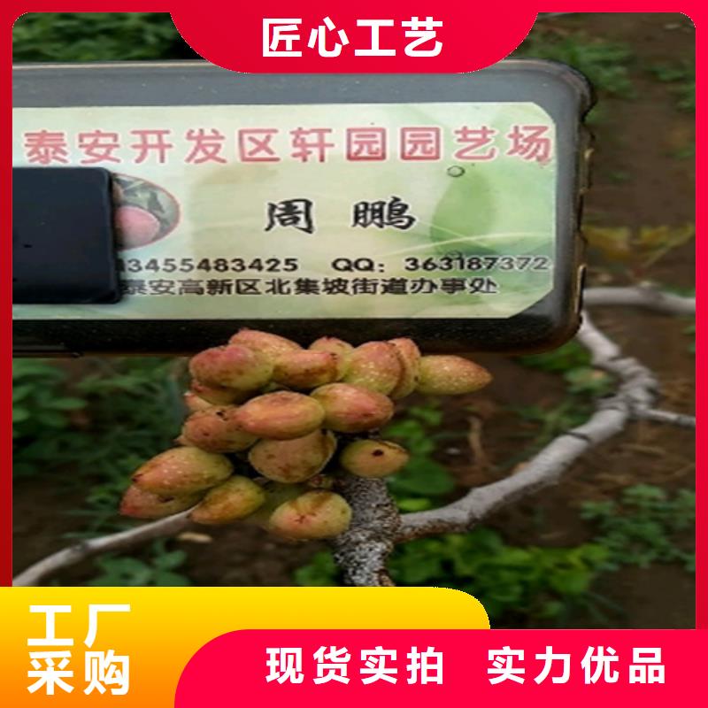 开心果花椒苗免费获取报价
