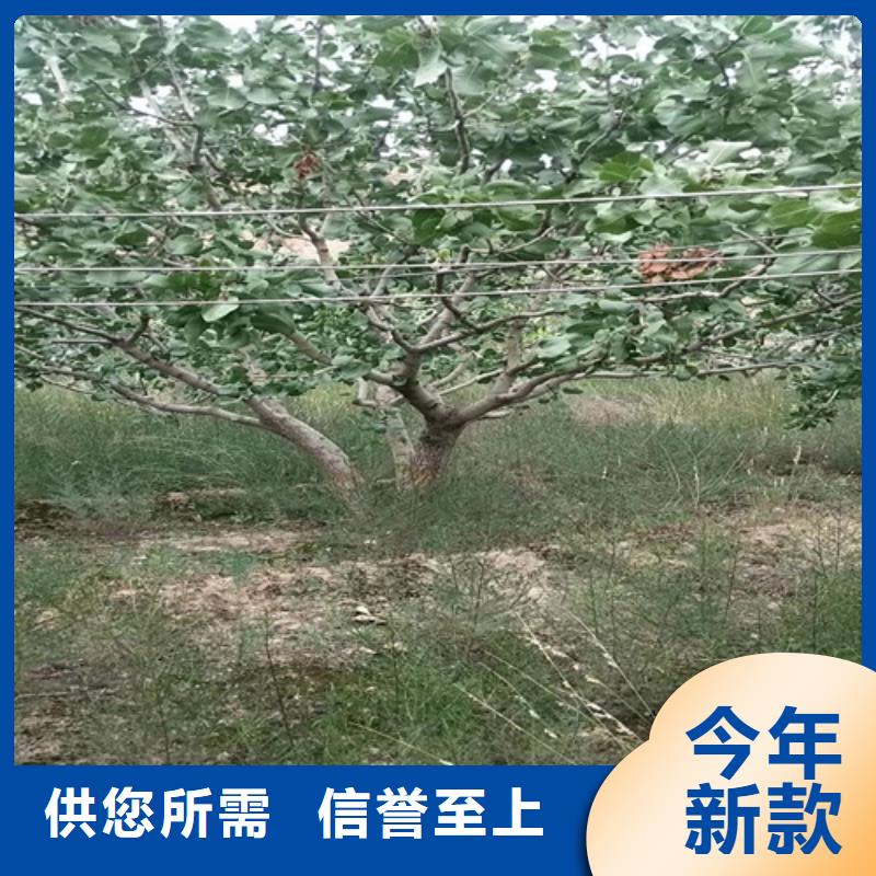 苹果苗视频-苹果苗-轩园园艺场(四平市分公司)服务区域梨树|公主岭|吉林|延边|辽源|长春|通化