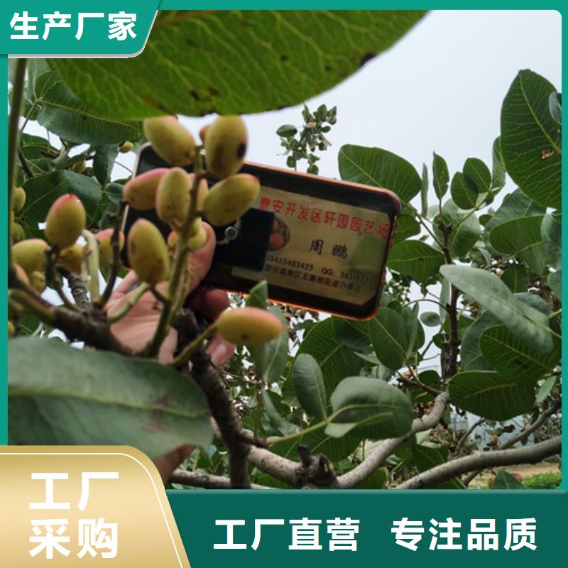 开心果花椒苗免费获取报价