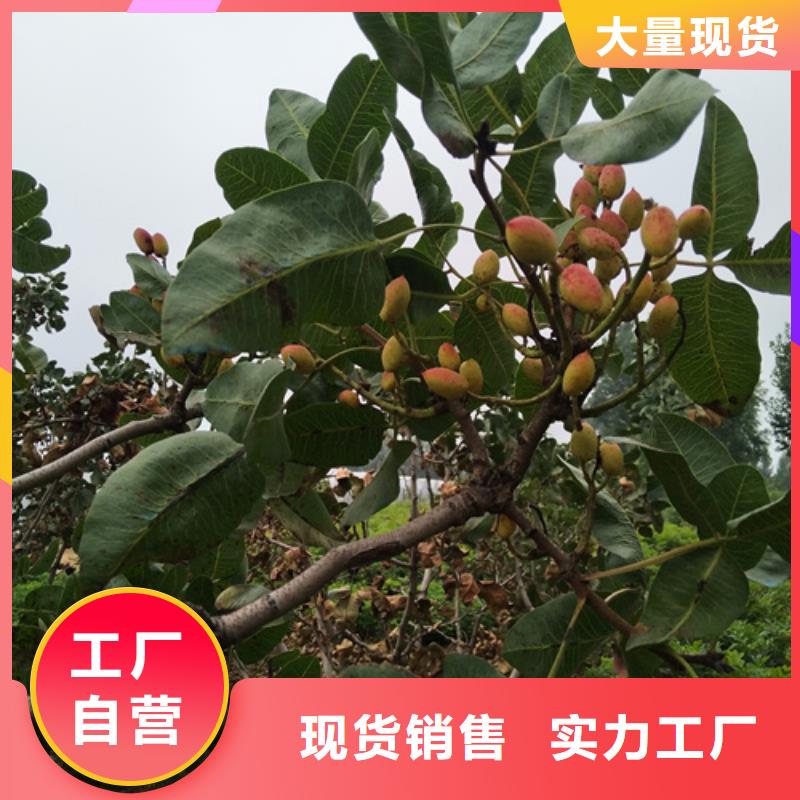 开心果,3公分软籽石榴苗精选货源