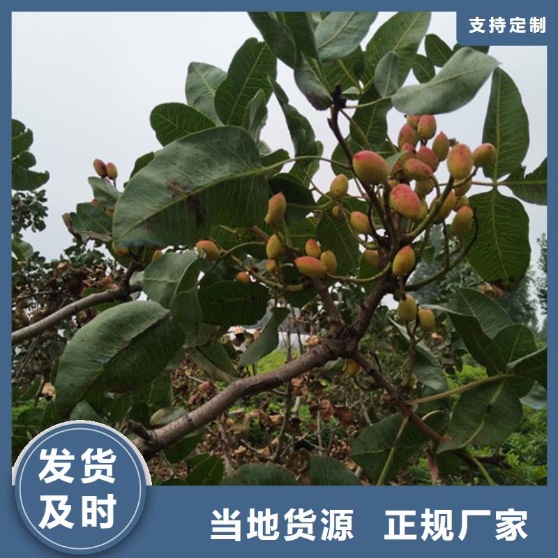 苹果苗视频-中阳|岚县|晋城|临汾|忻州|太原|大同|阳泉|朔州苹果苗层层质检-轩园园艺场(吕梁市分公司)
