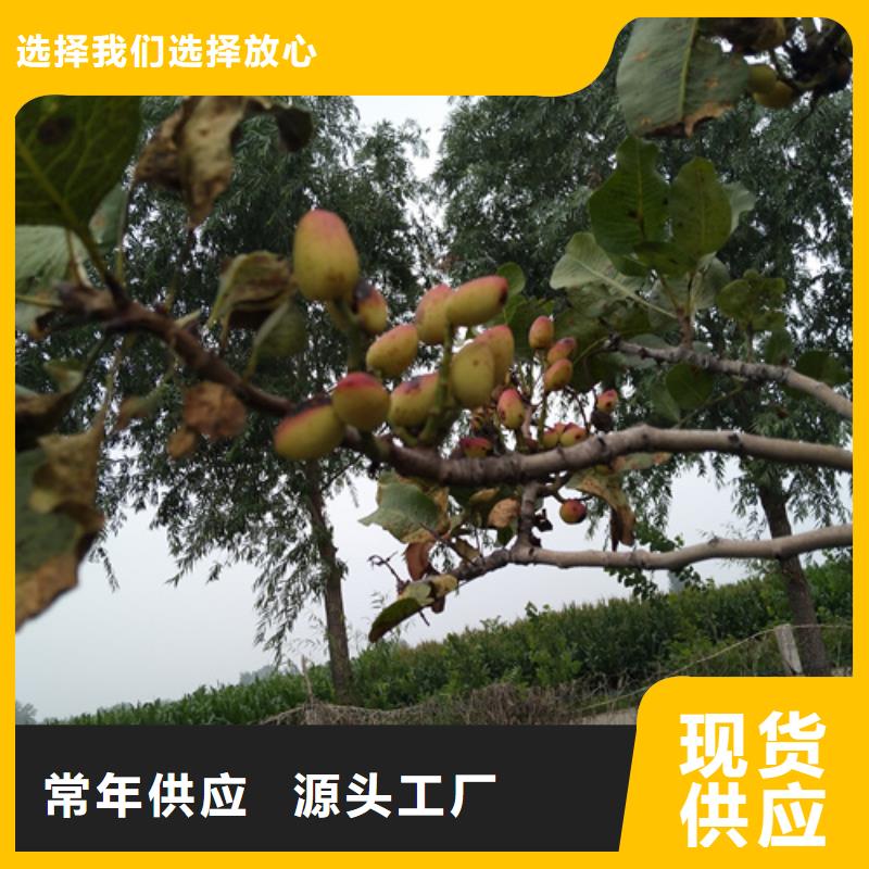 开心果板栗苗常年出售
