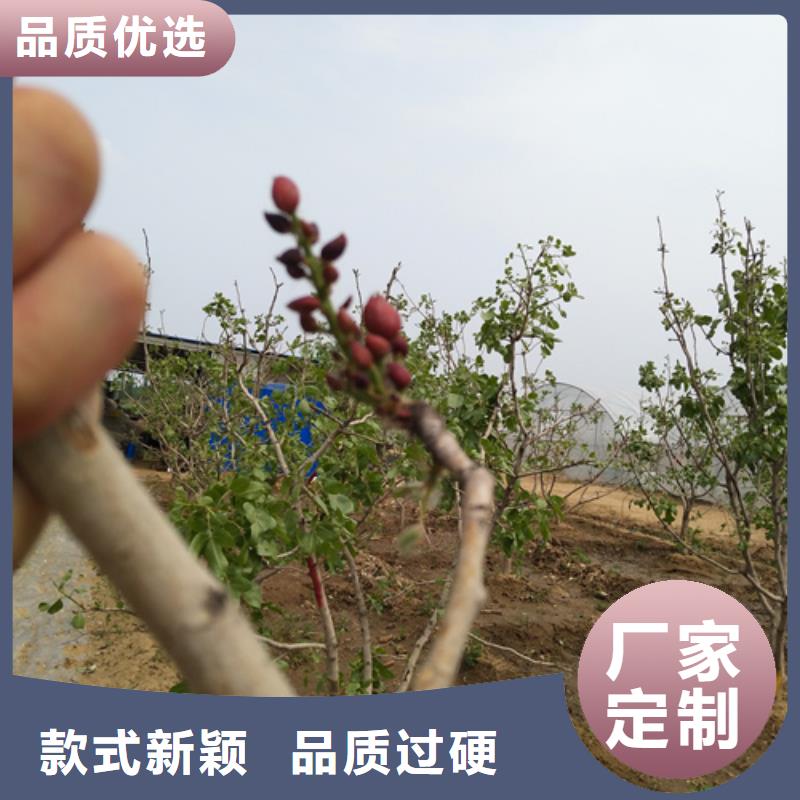 苹果苗视频-苹果苗-轩园园艺场(四平市分公司)服务区域梨树|公主岭|吉林|延边|辽源|长春|通化