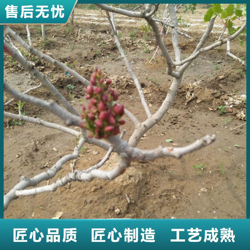 苹果苗视频-中阳|岚县|晋城|临汾|忻州|太原|大同|阳泉|朔州苹果苗层层质检-轩园园艺场(吕梁市分公司)