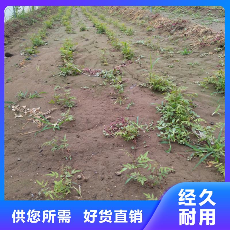 苹果苗视频-苹果苗-轩园园艺场(四平市分公司)服务区域梨树|公主岭|吉林|延边|辽源|长春|通化