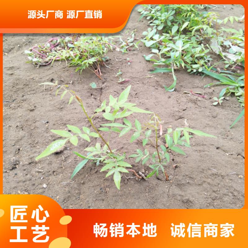 苹果苗视频-苹果苗-轩园园艺场(四平市分公司)服务区域梨树|公主岭|吉林|延边|辽源|长春|通化