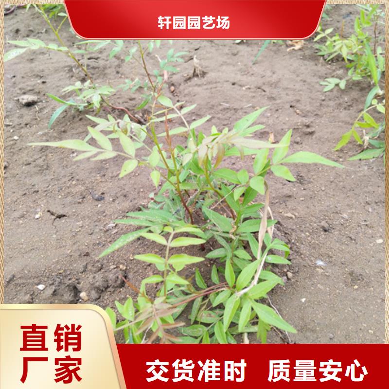 开心果花椒苗免费获取报价