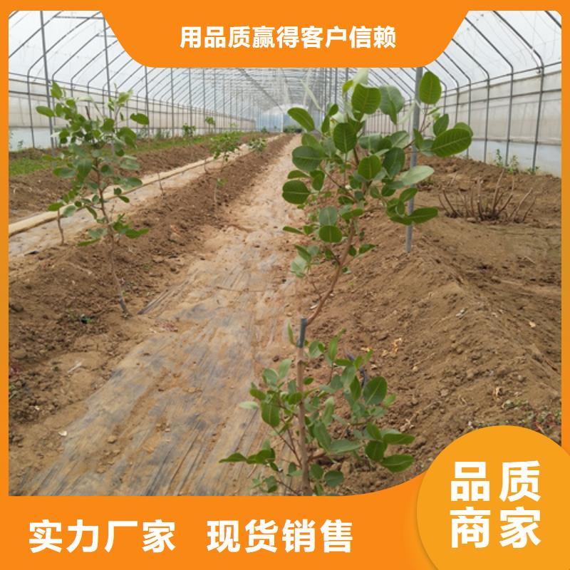 开心果,3公分软籽石榴苗精选货源