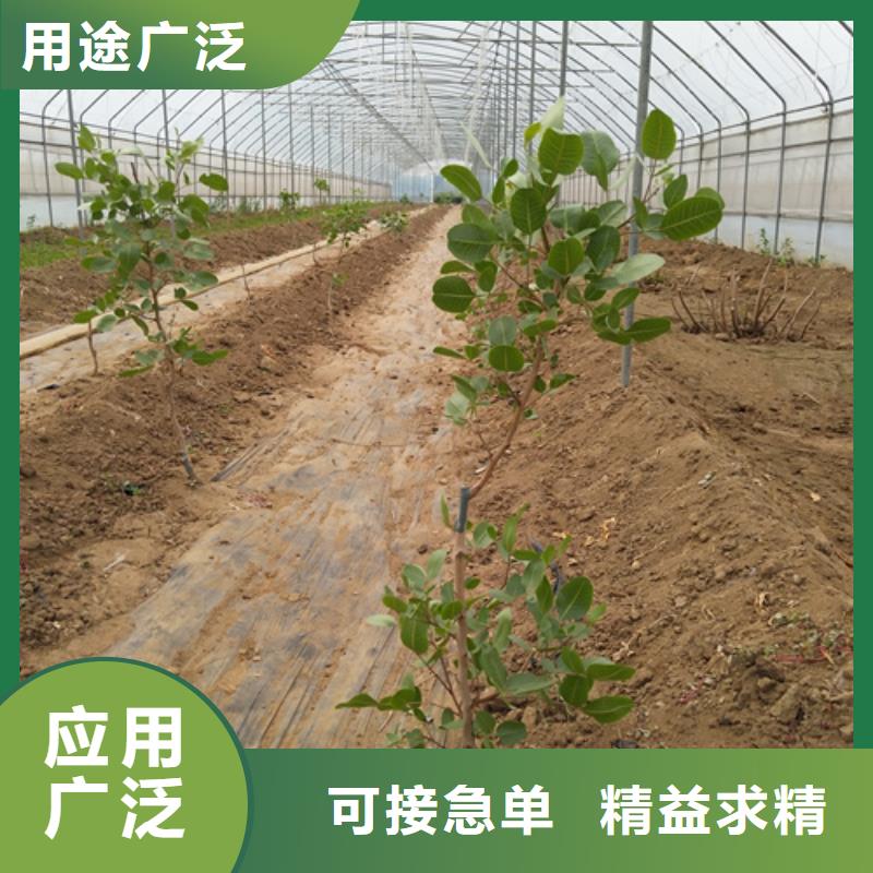 苹果苗视频-中阳|岚县|晋城|临汾|忻州|太原|大同|阳泉|朔州苹果苗层层质检-轩园园艺场(吕梁市分公司)
