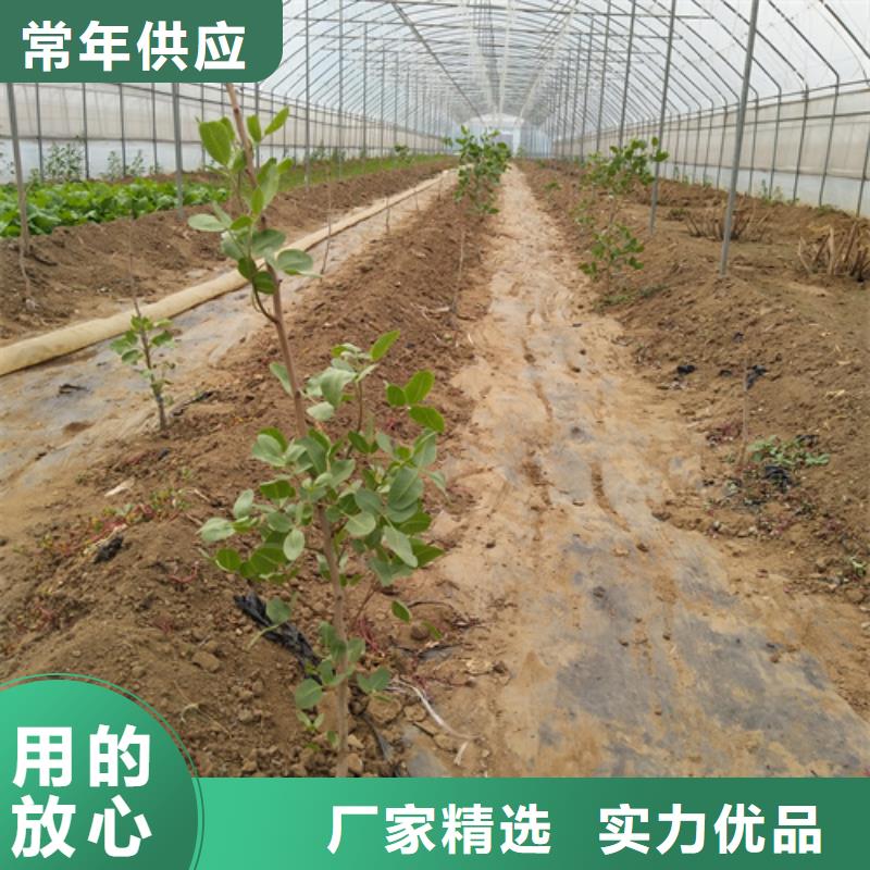开心果花椒苗免费获取报价