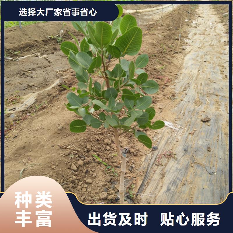 开心果花椒苗免费获取报价