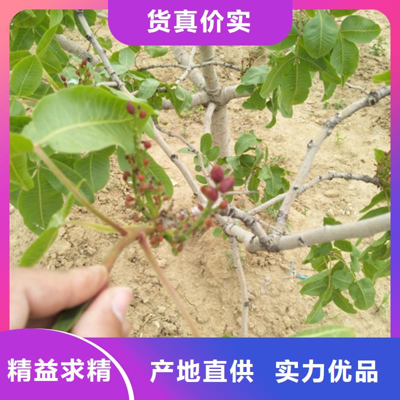 开心果花椒苗免费获取报价