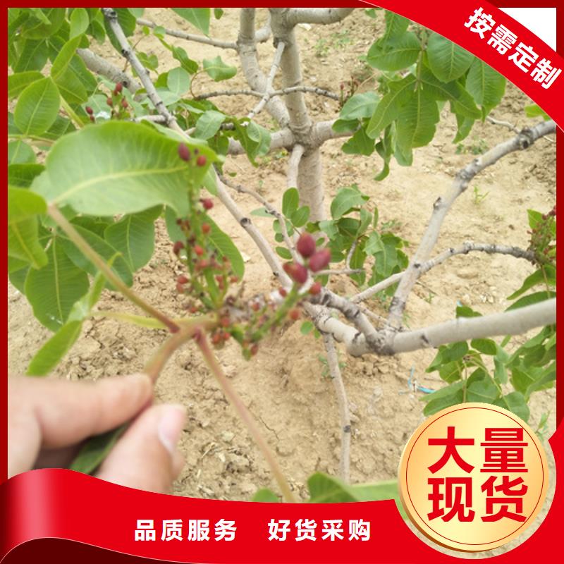 苹果苗视频-中阳|岚县|晋城|临汾|忻州|太原|大同|阳泉|朔州苹果苗层层质检-轩园园艺场(吕梁市分公司)