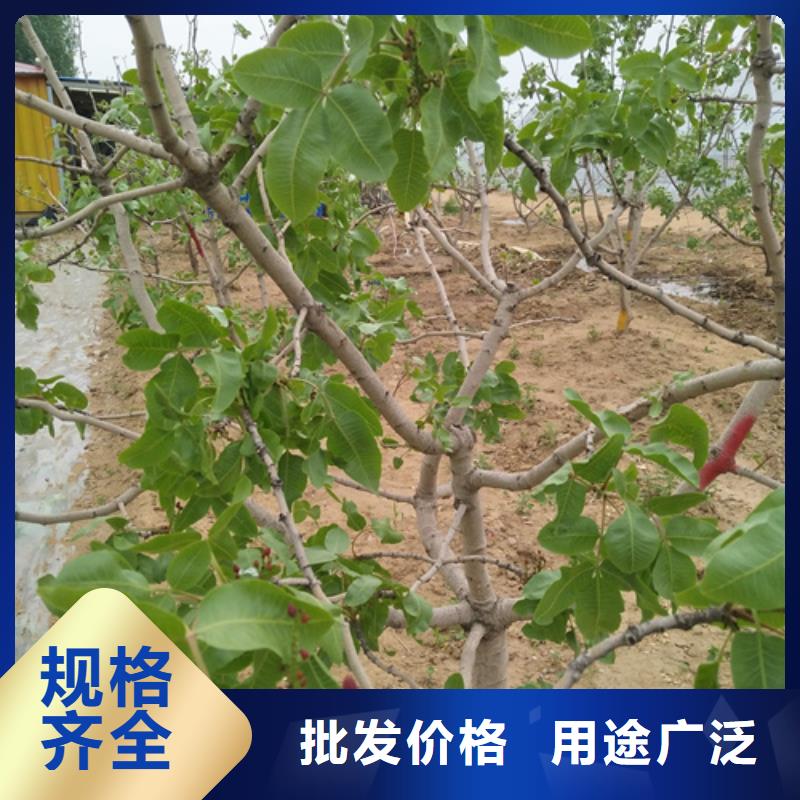 苹果苗视频-苹果苗-轩园园艺场(四平市分公司)服务区域梨树|公主岭|吉林|延边|辽源|长春|通化
