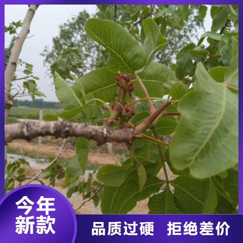 苹果苗视频-中阳|岚县|晋城|临汾|忻州|太原|大同|阳泉|朔州苹果苗层层质检-轩园园艺场(吕梁市分公司)