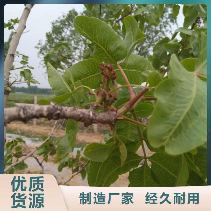 苹果苗视频-苹果苗-轩园园艺场(四平市分公司)服务区域梨树|公主岭|吉林|延边|辽源|长春|通化