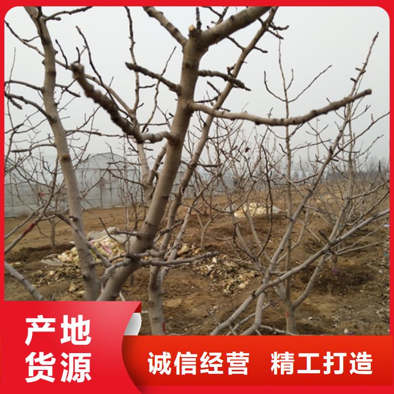 开心果花椒苗免费获取报价
