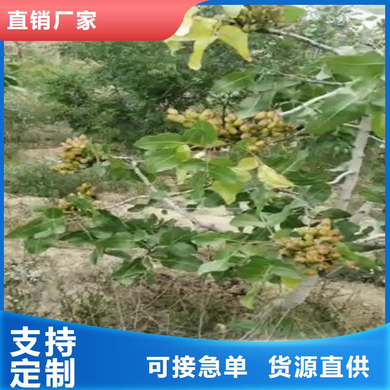 苹果苗视频-中阳|岚县|晋城|临汾|忻州|太原|大同|阳泉|朔州苹果苗层层质检-轩园园艺场(吕梁市分公司)