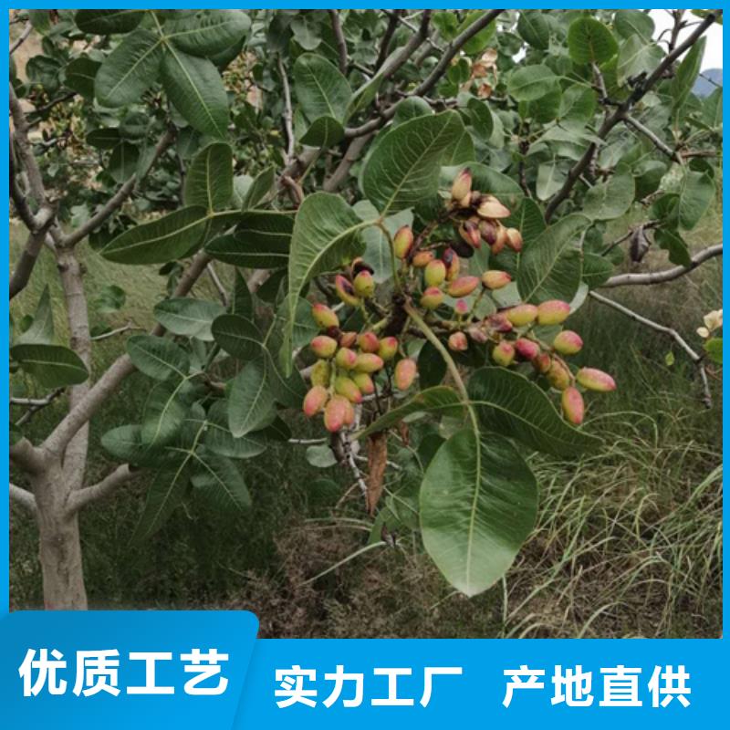 苹果苗视频-苹果苗-轩园园艺场(四平市分公司)服务区域梨树|公主岭|吉林|延边|辽源|长春|通化