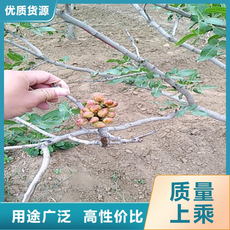 开心果花椒苗免费获取报价