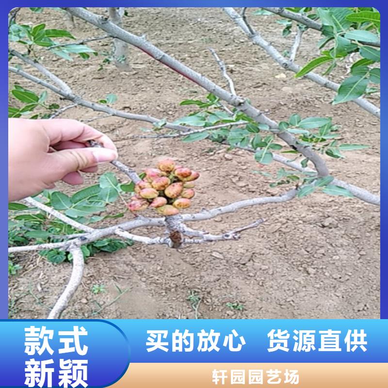 苹果苗视频-苹果苗-轩园园艺场(四平市分公司)服务区域梨树|公主岭|吉林|延边|辽源|长春|通化