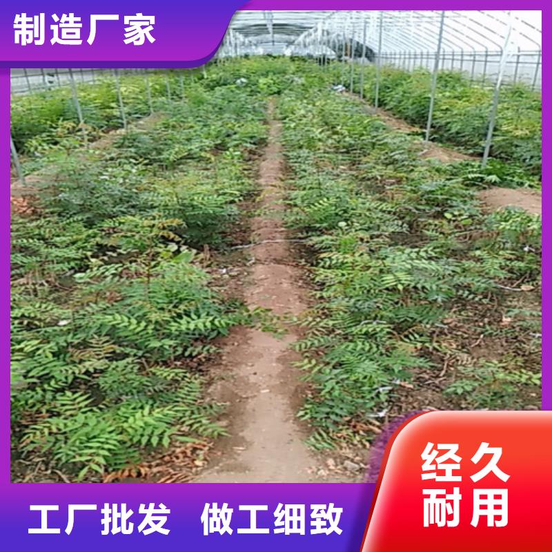 开心果花椒苗免费获取报价