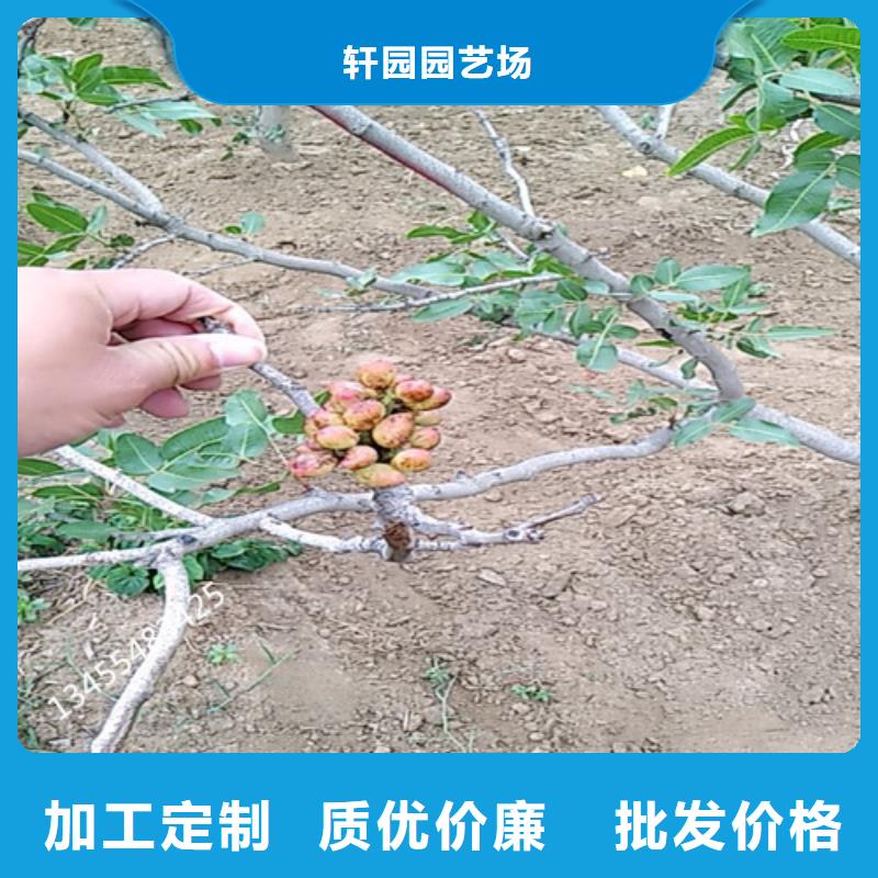 开心果花椒苗免费获取报价