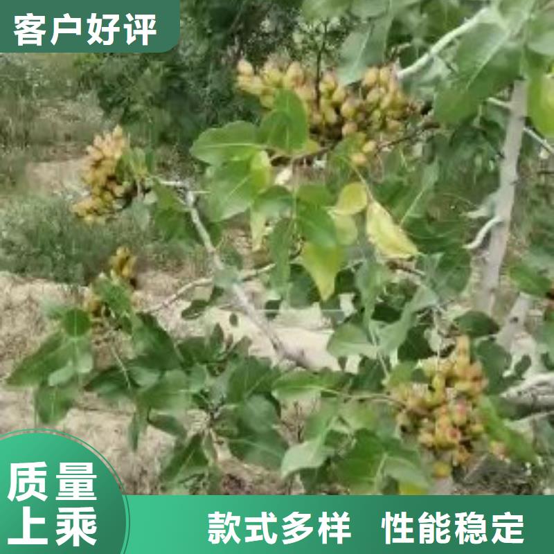 开心果花椒苗免费获取报价
