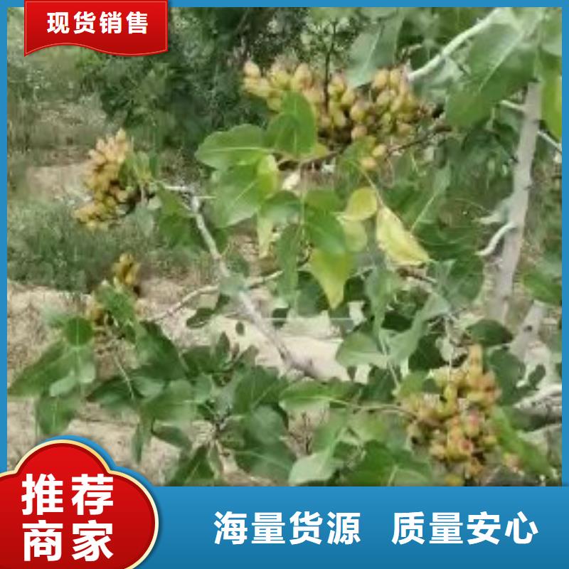 开心果板栗苗常年出售