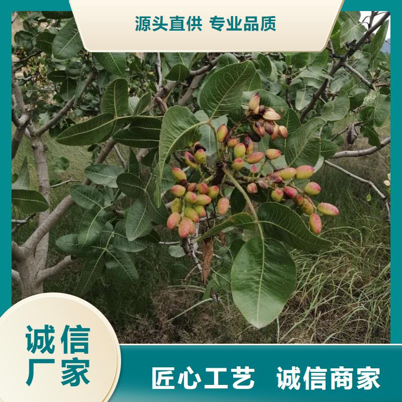 开心果樱桃苗严谨工艺