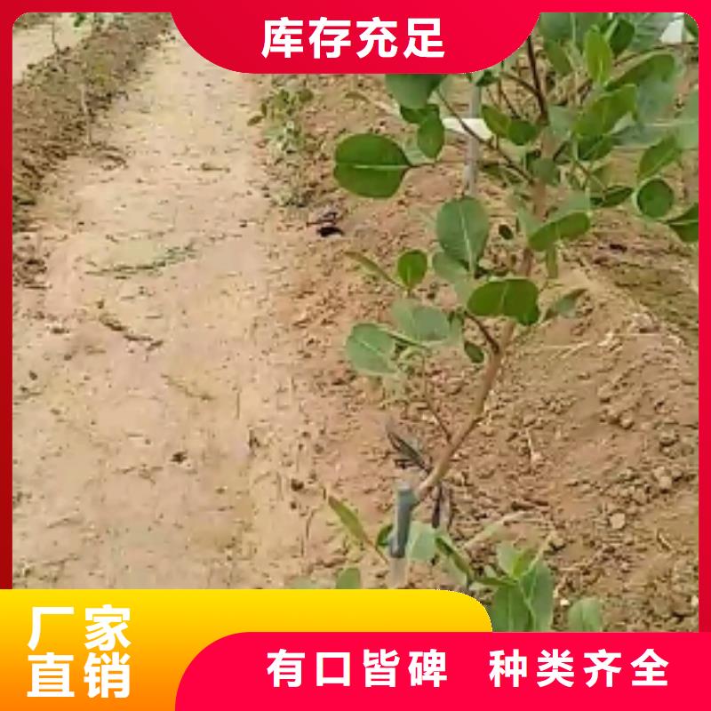 开心果花椒苗免费获取报价
