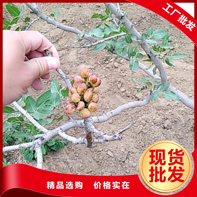 开心果花椒苗免费获取报价
