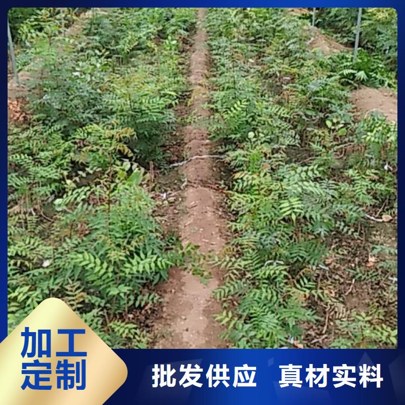 开心果花椒苗免费获取报价
