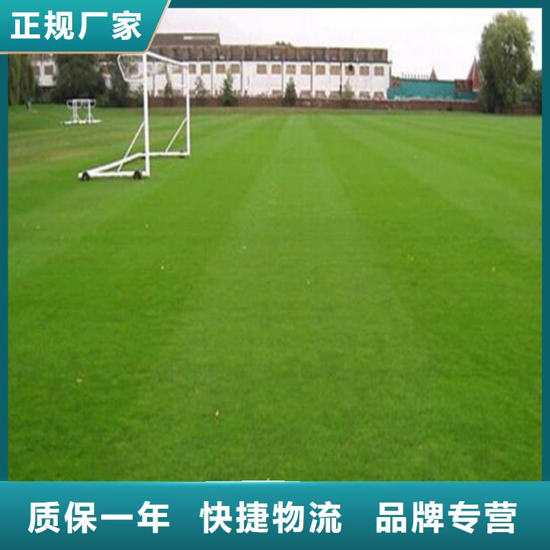 人造草坪-硅PU球场支持拿样