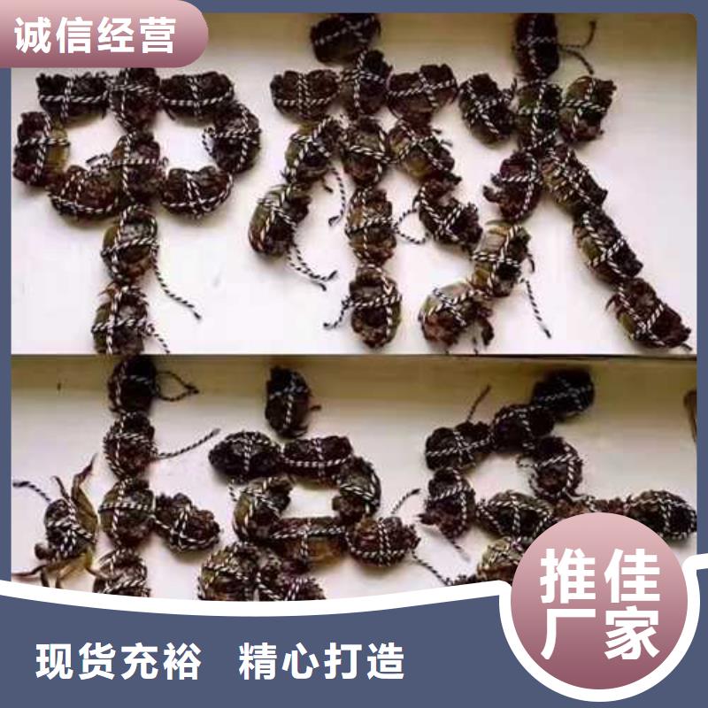 阳澄湖大闸蟹视频-阳澄湖大闸蟹_云南省普洱市市场覆盖文山|德宏|曲靖|西双版纳|保山|大理|昆明等