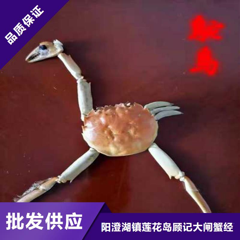 东方市阳澄湖买蟹哪家正宗这里好