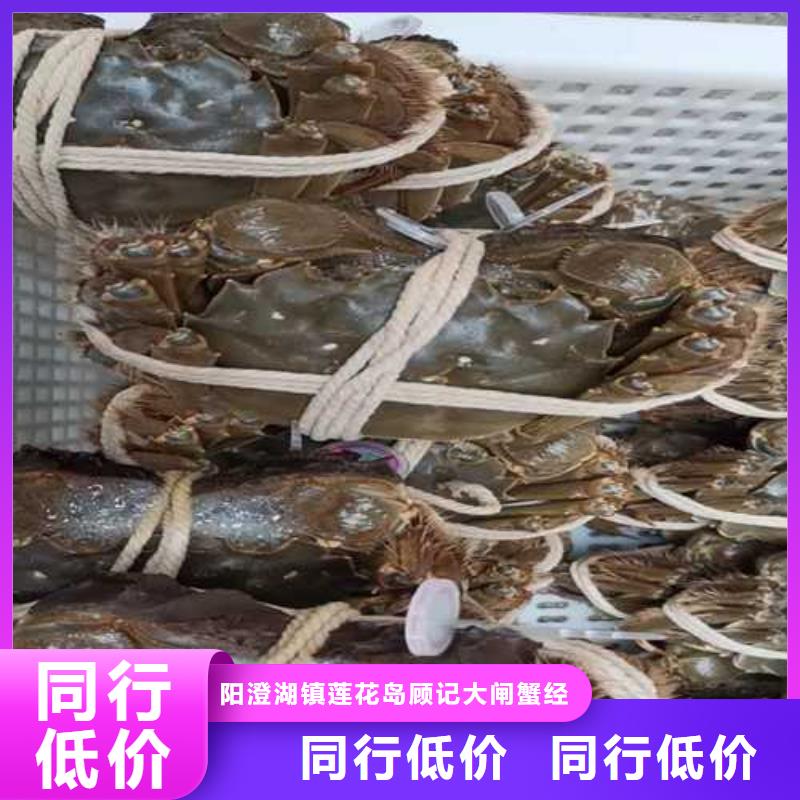 阳澄湖大闸蟹视频-阳澄湖大闸蟹-江西省九江市(当地)货源-都昌|德安|景德镇|抚州|南昌|吉安|宜春