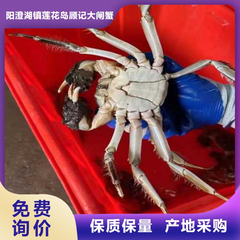 阳澄湖大闸蟹哪家好苏州这里好