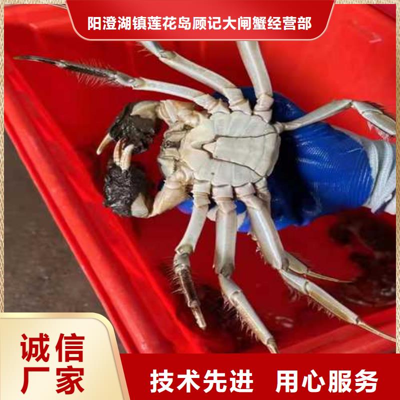 阳澄湖蟹哪里买苏州莲花岛顾记蟹庄