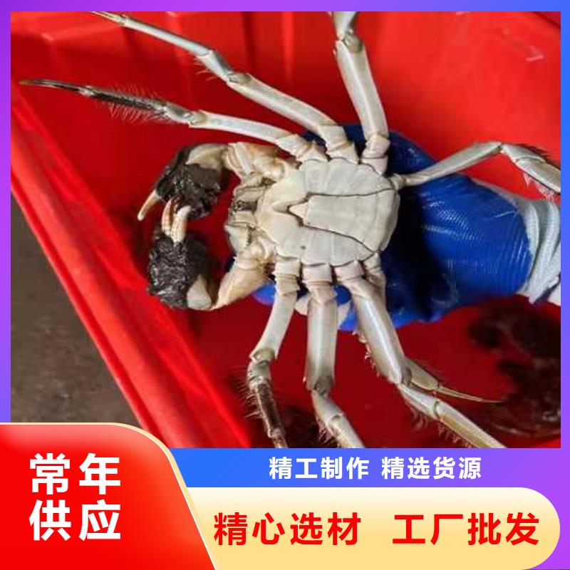 阳澄湖大闸蟹视频-阳澄湖大闸蟹_云南省普洱市市场覆盖文山|德宏|曲靖|西双版纳|保山|大理|昆明等