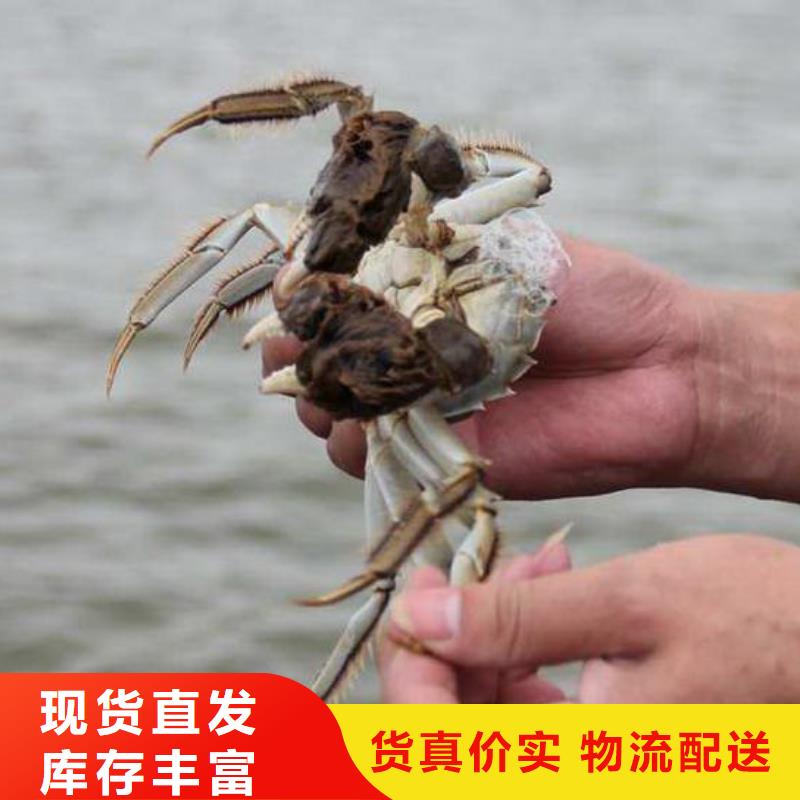 阳澄湖大闸蟹哪家好吃苏州莲花岛顾记蟹庄
