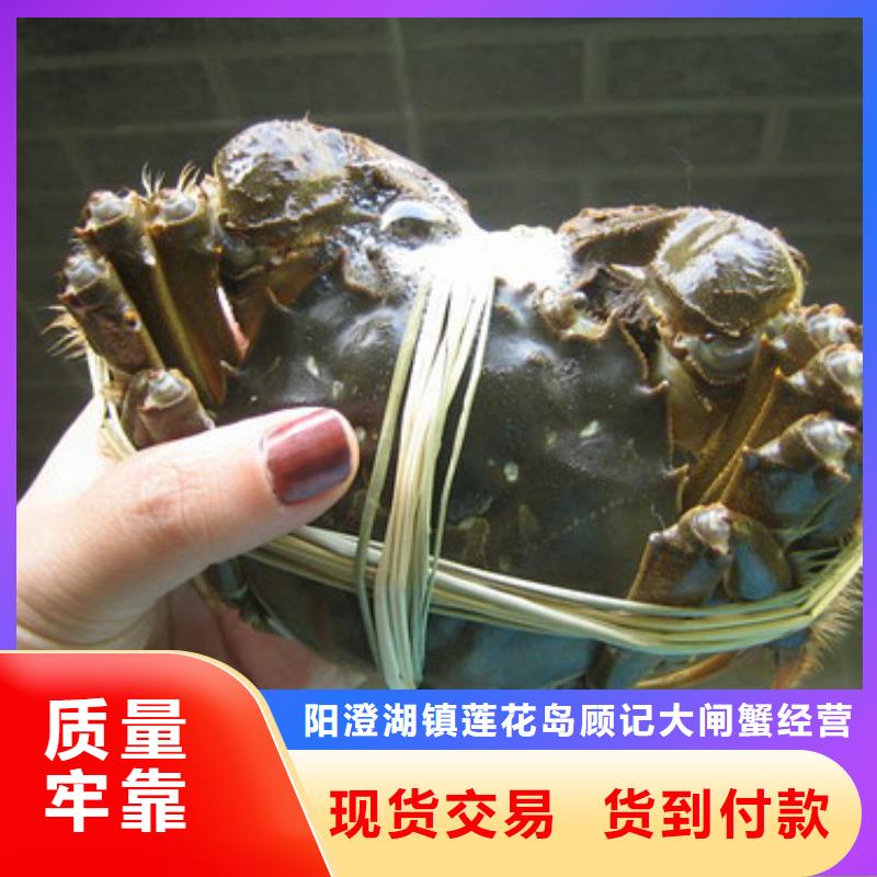 阳澄湖大闸蟹视频-阳澄湖大闸蟹_云南省普洱市市场覆盖文山|德宏|曲靖|西双版纳|保山|大理|昆明等