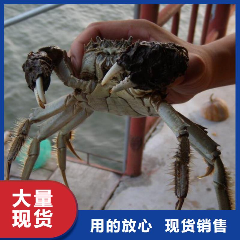 阳澄湖大闸蟹哪家正宗苏州莲花岛顾记蟹庄