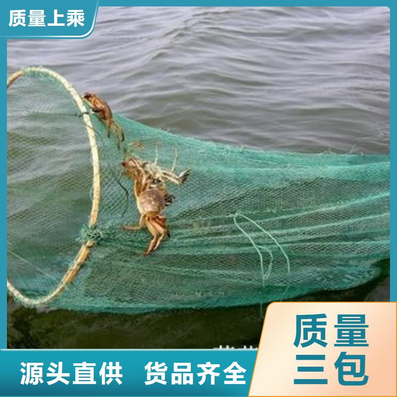 精品大闸蟹阳澄湖原产地