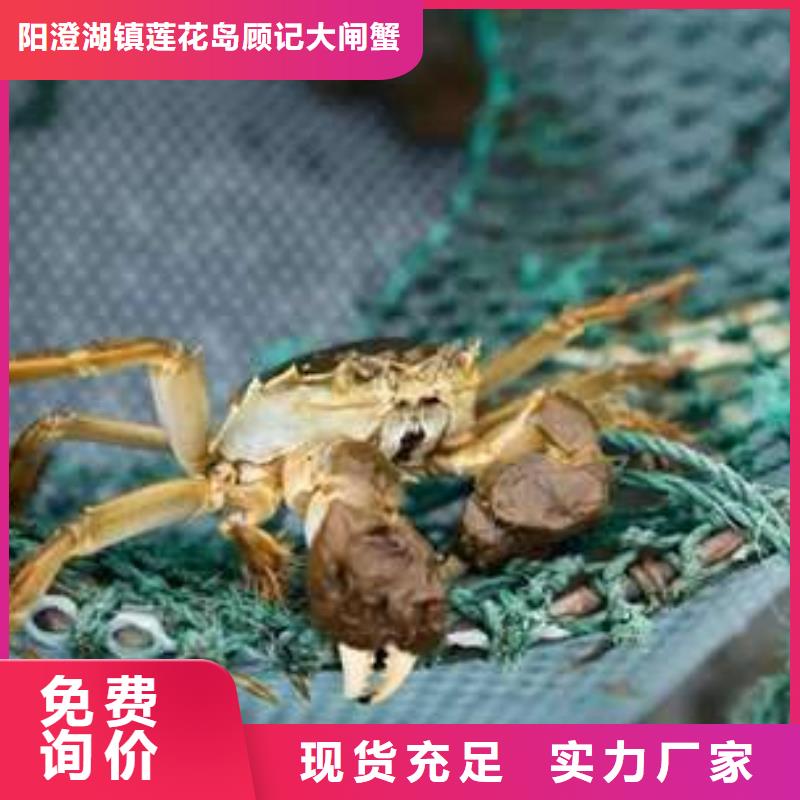 阳澄湖大闸蟹视频-阳澄湖大闸蟹(顾记)覆盖地域直辖天津市西青|武清|北辰|津南