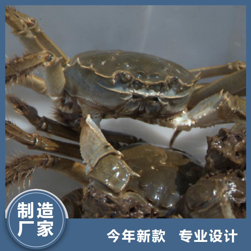 阳澄湖大闸蟹视频-海林|东宁|绥化|哈尔滨|齐齐哈尔|鹤岗阳澄湖大闸蟹品质之选-阳澄湖镇岛顾记大闸蟹经营部(牡丹江市分公司)