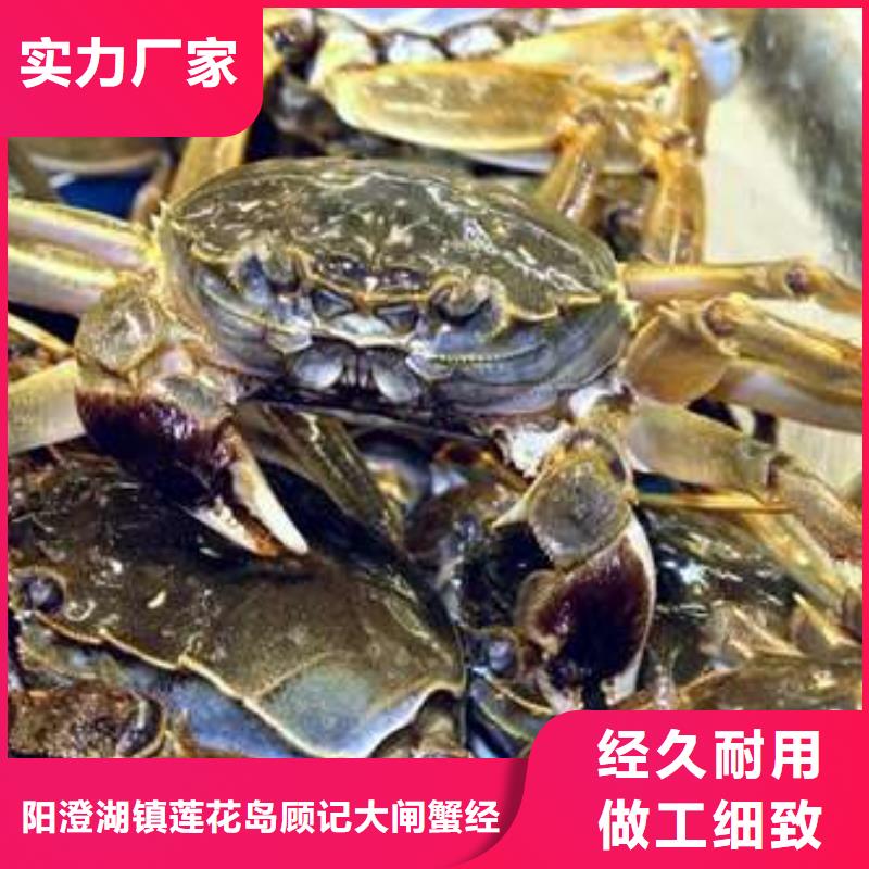 阳澄湖大闸蟹视频-阳澄湖大闸蟹-阳澄湖镇岛顾记大闸蟹经营部(张掖市分公司)服务区域甘州|山丹|兰州|定西|白银|陇南|庆阳|嘉峪关